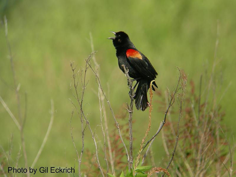 Red-winged Blackbird May 07 Field Trip 055 
